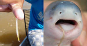 Candiru