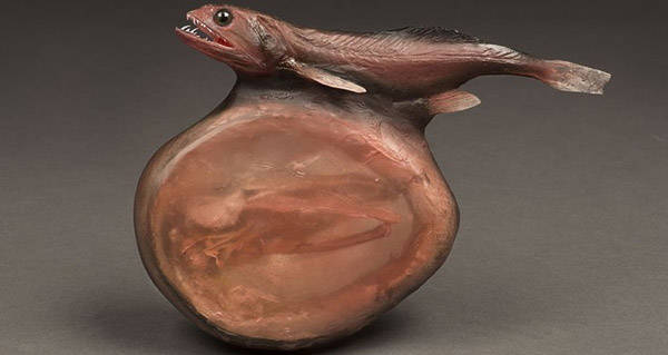 Real Swallower