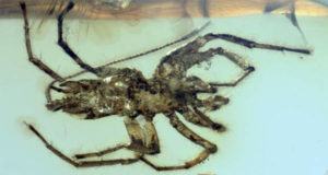 Spider Fossil Og