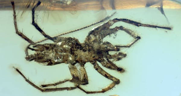 Spider Fossil Og