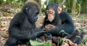 Gorilla Chimp