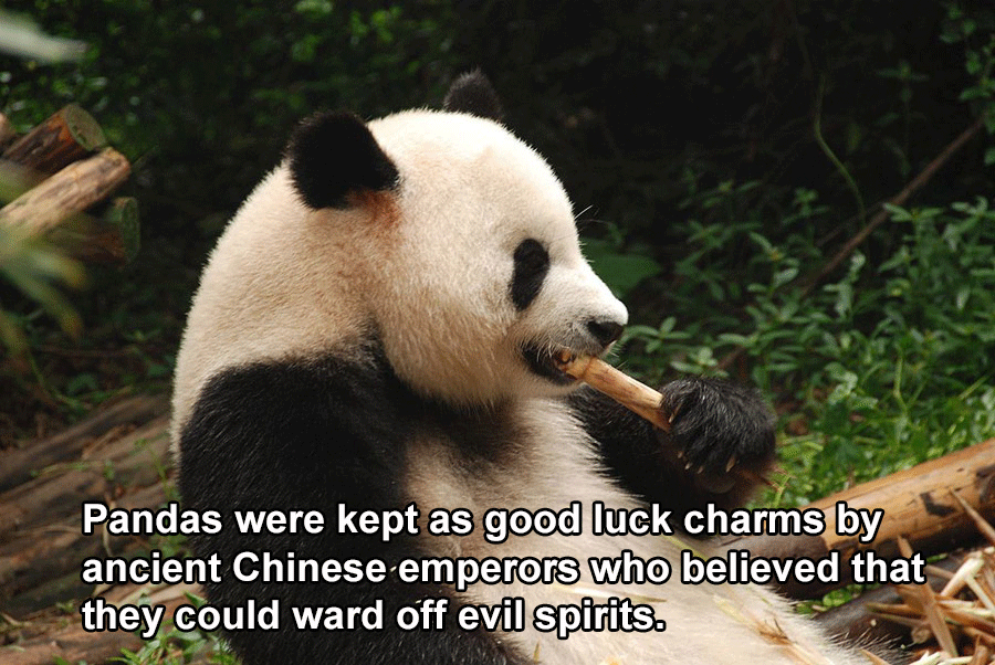 China Facts Great Panda