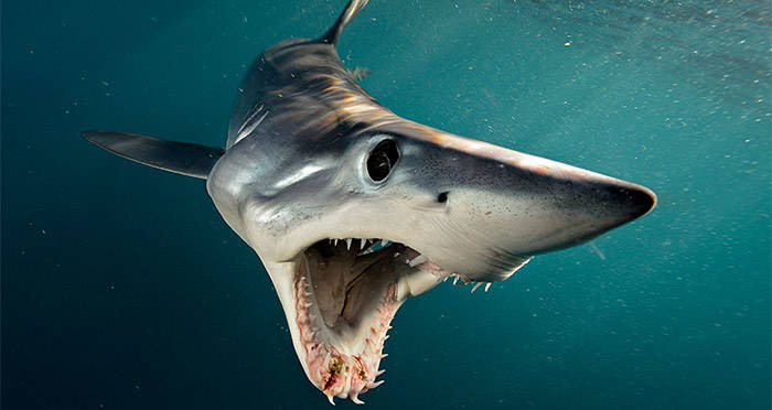 Mako Open Mouth Og