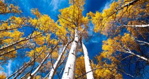 Pando From Below
