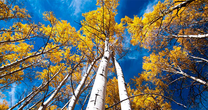 Pando From Below