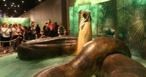 Titanoboa Model Crop
