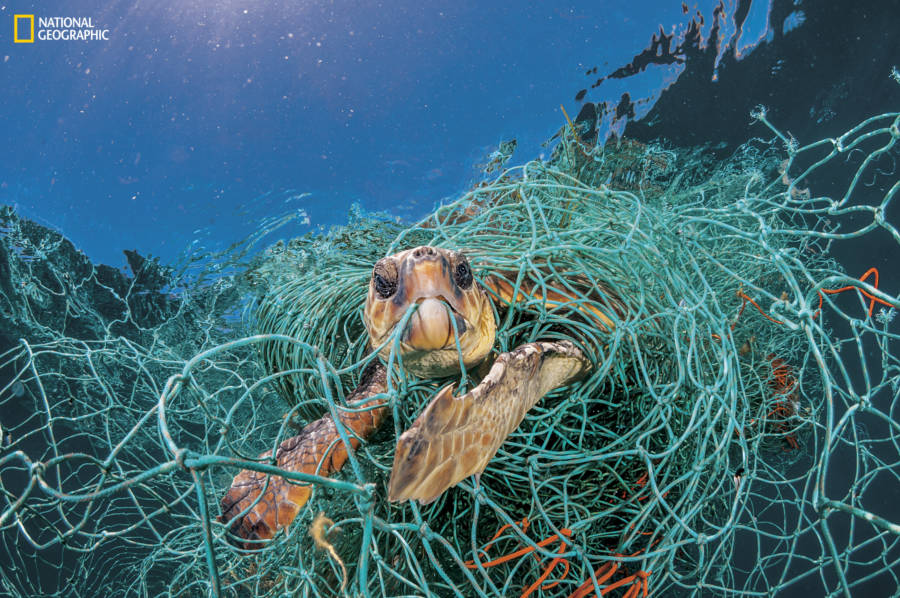 Loggerhead Turtle Stuck In Net