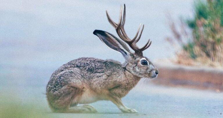 Jackalope On Street