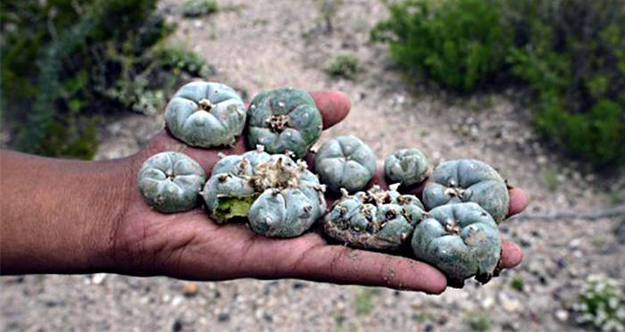 Peyote Buds