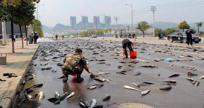 Honduras Fish Rain