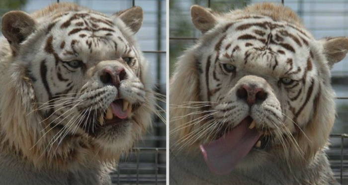 Kenny The Rare White Tiger