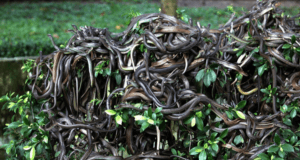 Snake Island