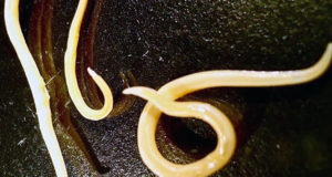 Frozen Nematodes