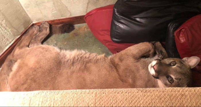 Mountain Lion Lying Down