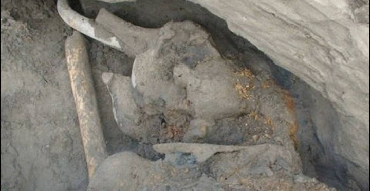 Mini Mammoth