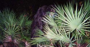 Og Image Skunk Ape