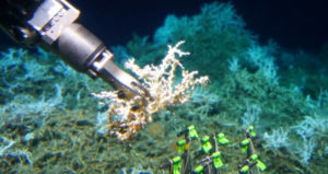 South Carolina Reef