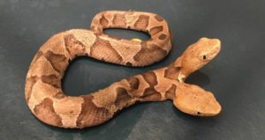 Two Headed Snake