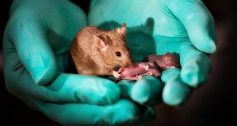 Mouse With Her Babies
