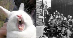 Rabbit Island Dark Secret