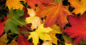 Green Yellow Orange Brilliant Leaves
