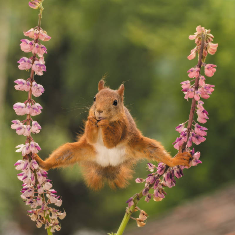Squirrel Does The Splits