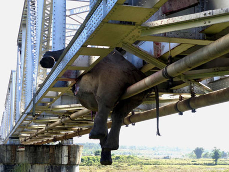 Dead Elephant Railroad