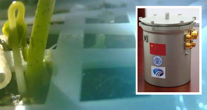 Plant With Tank