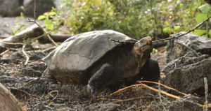 Fernandina Tortoise Featured