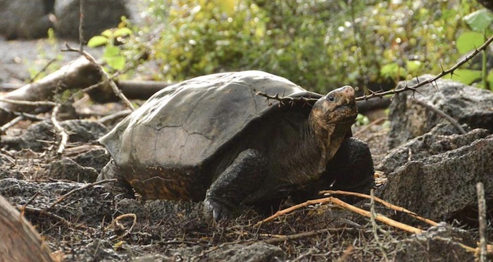 Fernandina Tortoise Featured