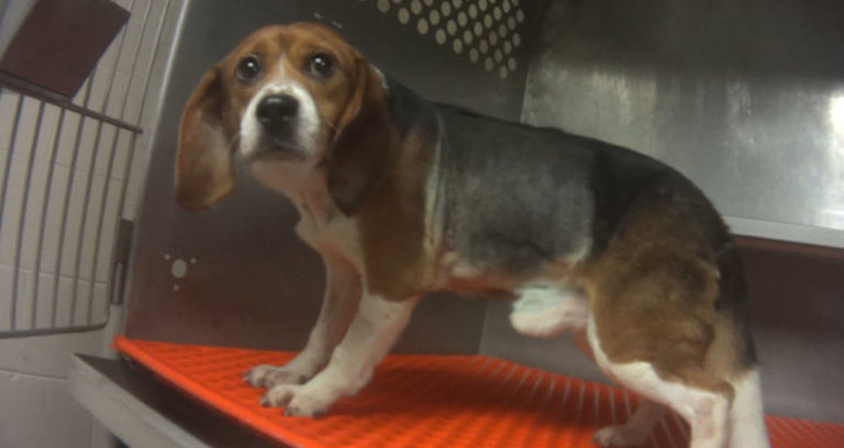 Beagle In Cage Featured