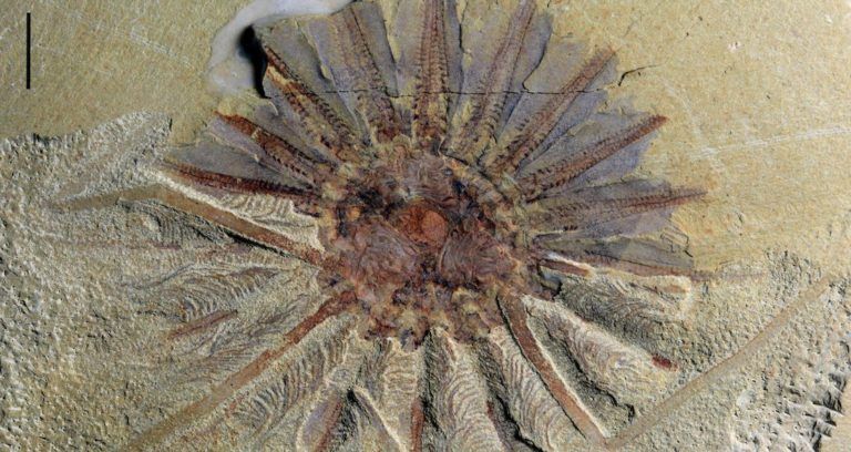 Daihua Fossil Photo Featured