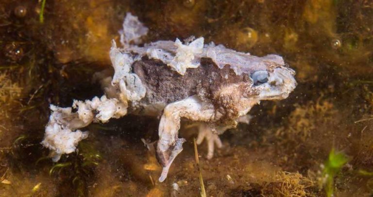 Frog Fungus