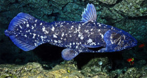 Coelacanth Side View Blue Featured