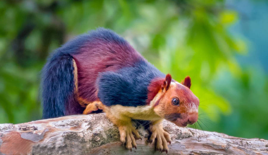 Colored Squirrel Crouched Branch