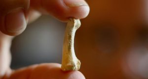 Homo Luzonensis Featured