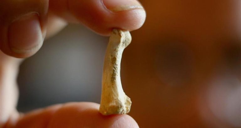 Homo Luzonensis Featured