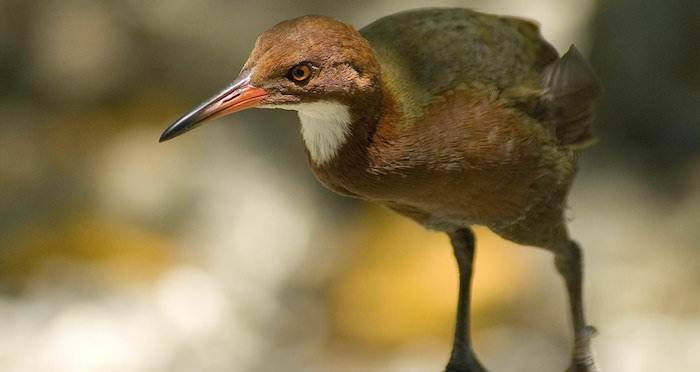 Aldabra Rail Bird Staring