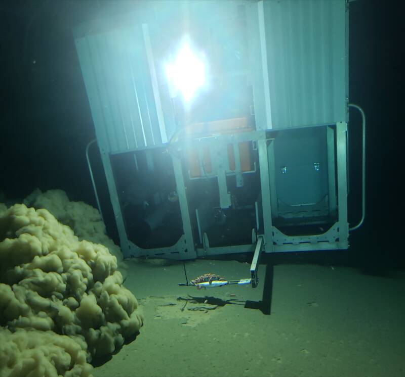 Amphipods Eating