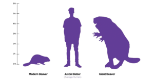 Beaver Size Comparison Chart