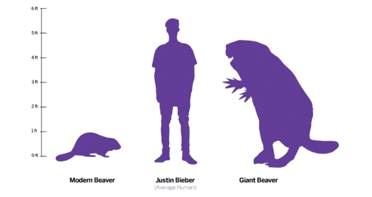 Beaver Size Comparison Chart