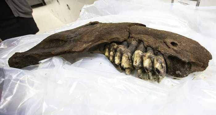 Half Of Mastodon Jawbone