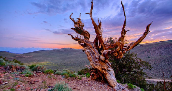 The Oldest Tree in the World, the Methuselah Tree