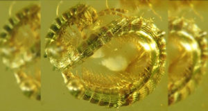 Millipede In Burmese