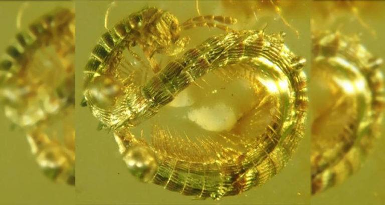 Millipede In Burmese
