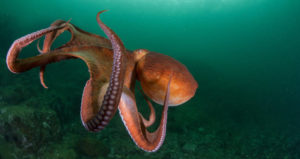 Octopus