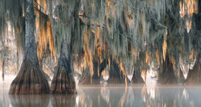 Oldest Tree In The World Featured