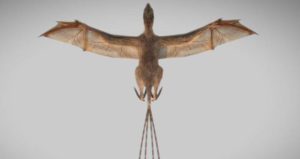 Wing Span Rendering Of Ambopteryx