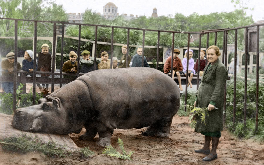 A Hippo In A Cage
