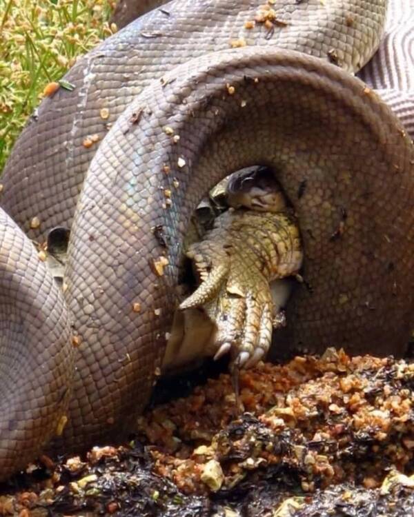Olive Python Constricting Johnstone Crocodile Foot